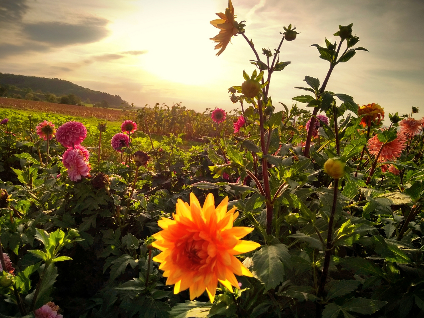 Blumenzauber im Abendlicht