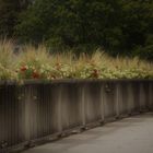 Blumenzierde am Weg entlang