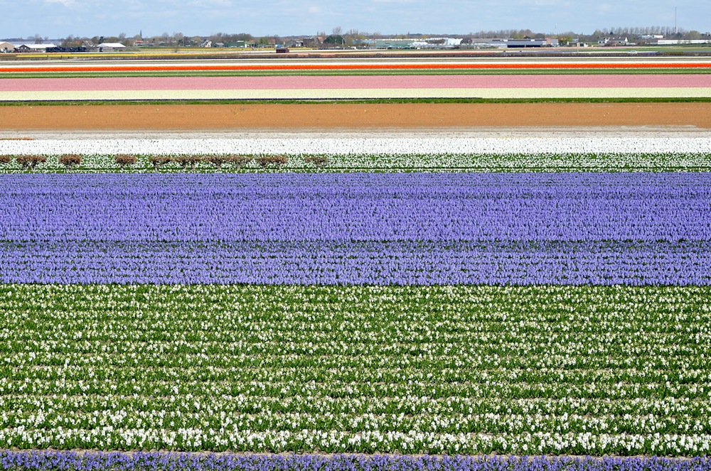 Blumenzwiebelfelder in Südholland