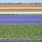 Blumenzwiebelfelder in Südholland