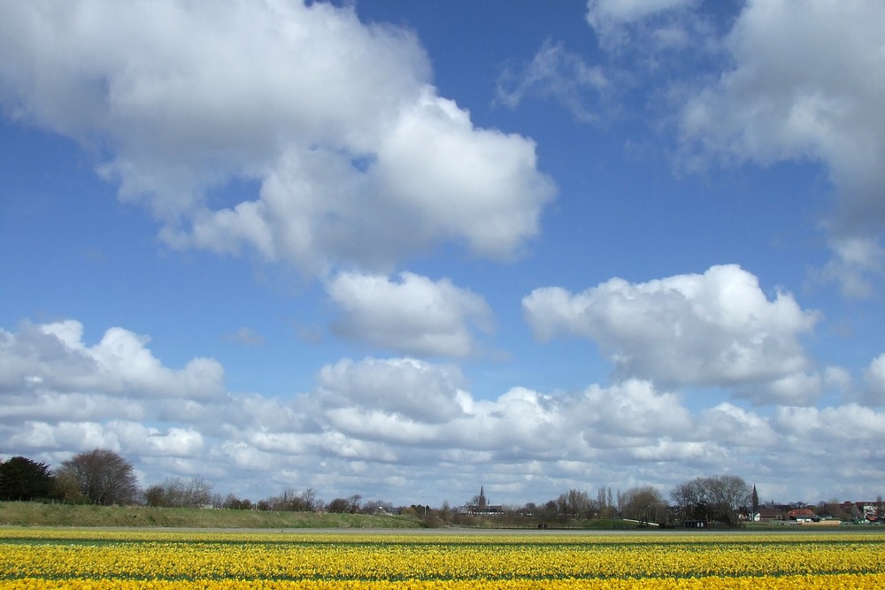 blumenzwiebeln nahe Hillegom