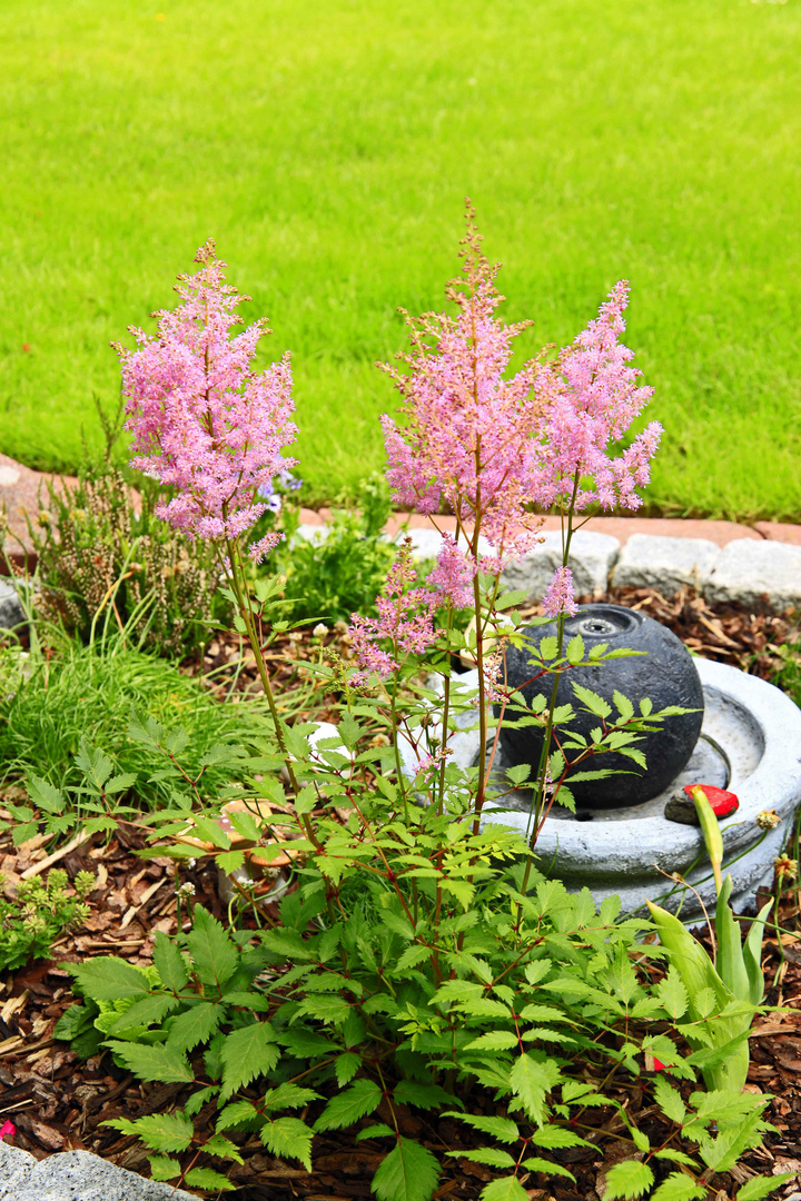 Blumer in unsern Garten Stauen in Rosa.