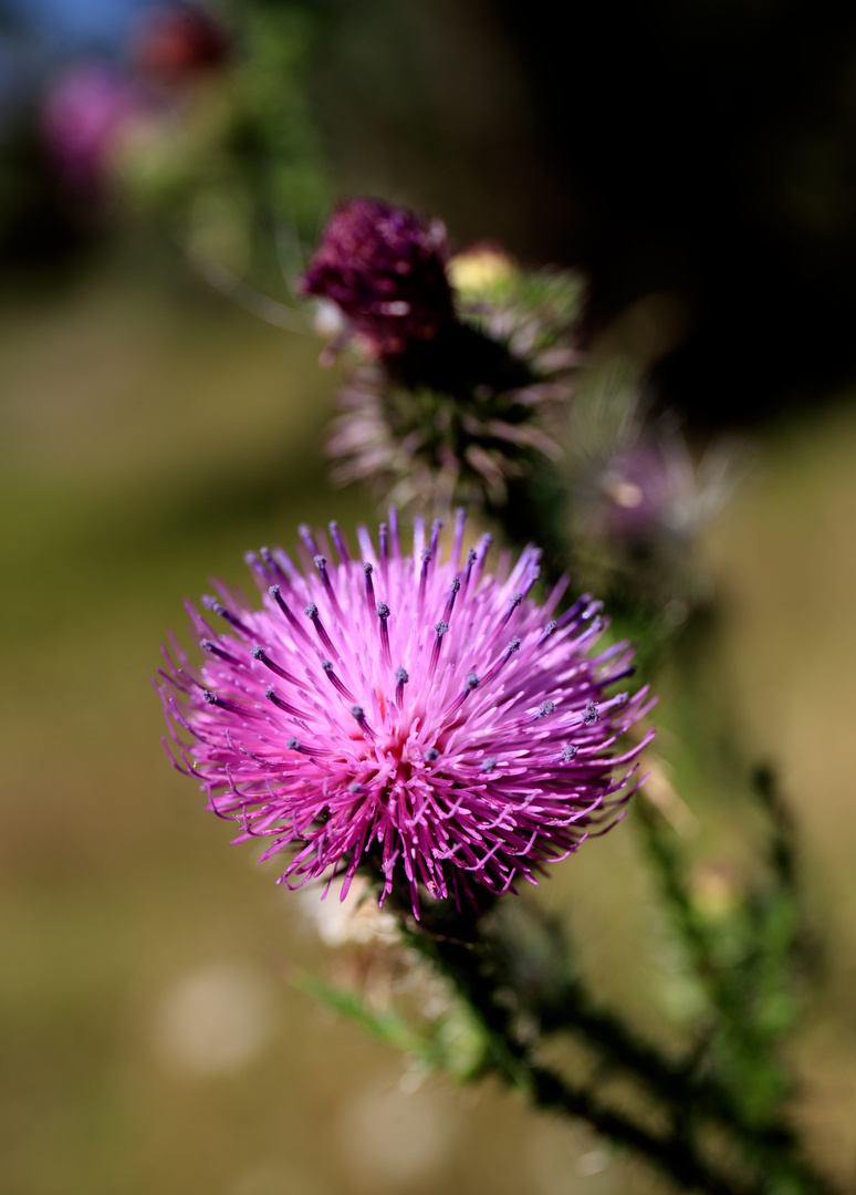 Blumie, kugelig, stachelig, rosa