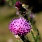 Blumie, kugelig, stachelig, rosa