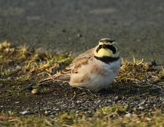 Blumig aber ein Wintergesicht