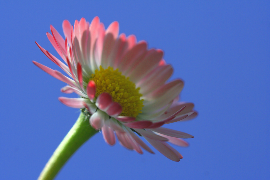 blumige Angelegenheit von malmimoe 