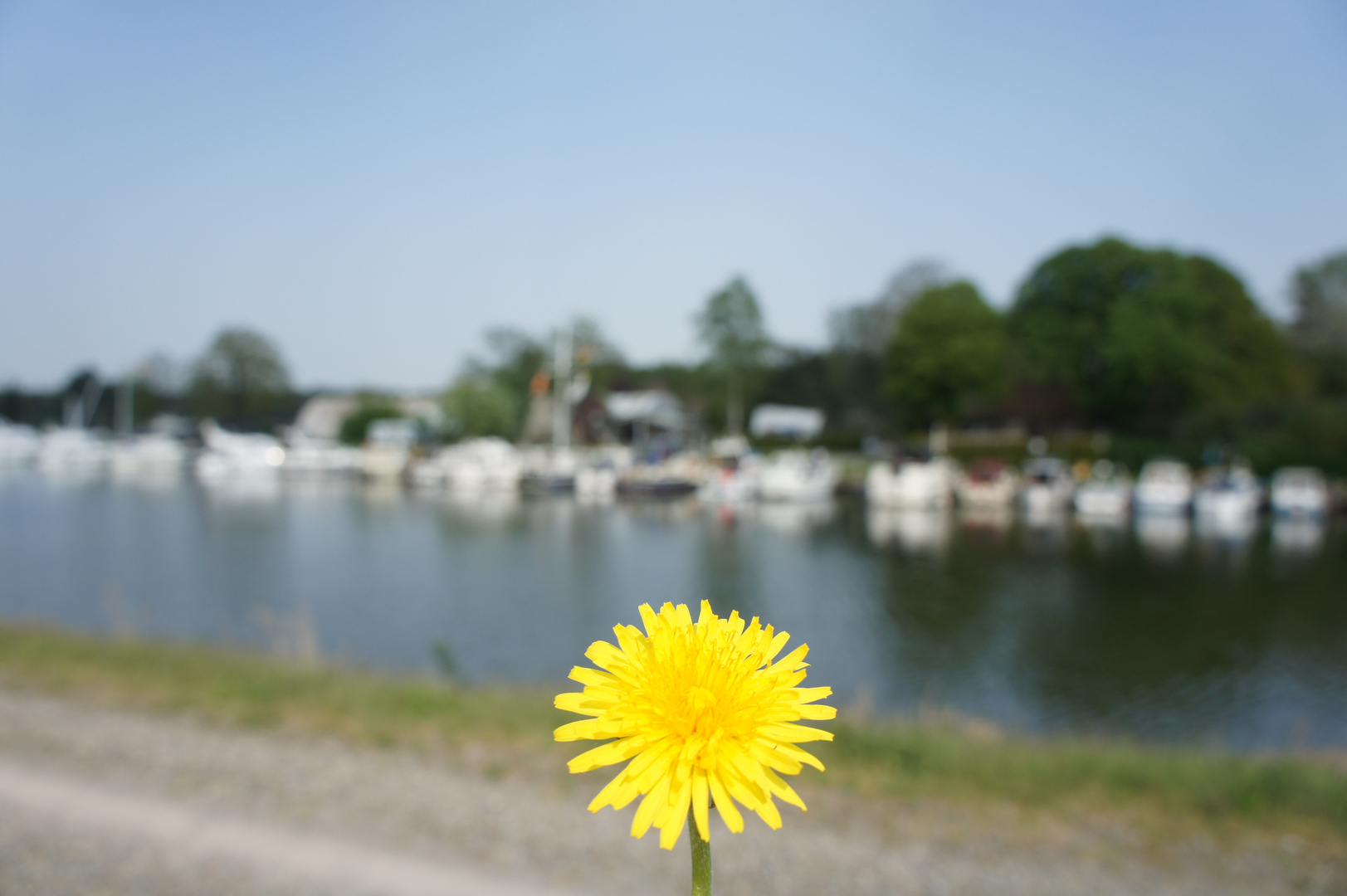 Blumige Aussichten auf den Yachthafen