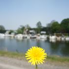 Blumige Aussichten auf den Yachthafen