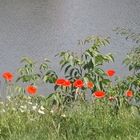 Blumige Farbtupfer in der Natur