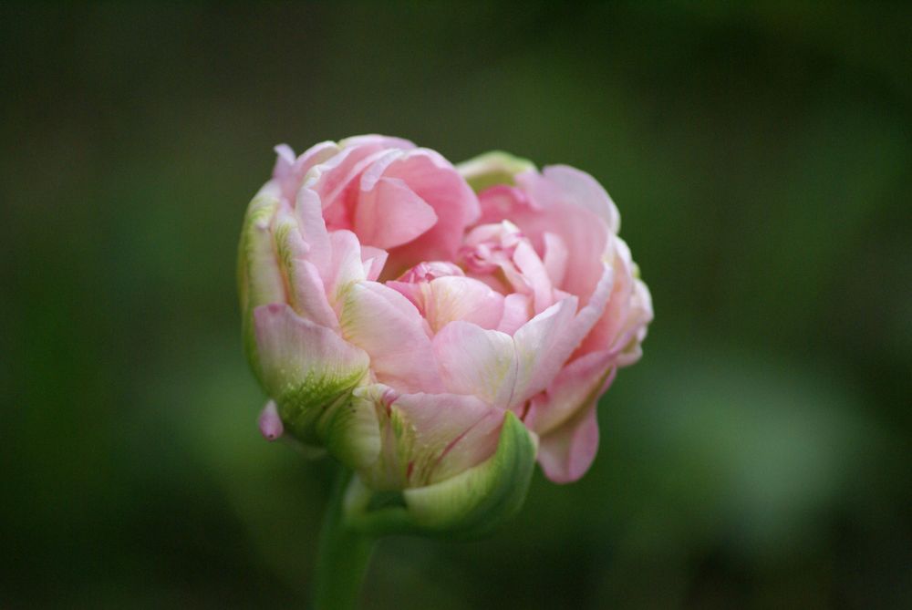 Blumige Frühlingsgefühle von Anna Ziebold 