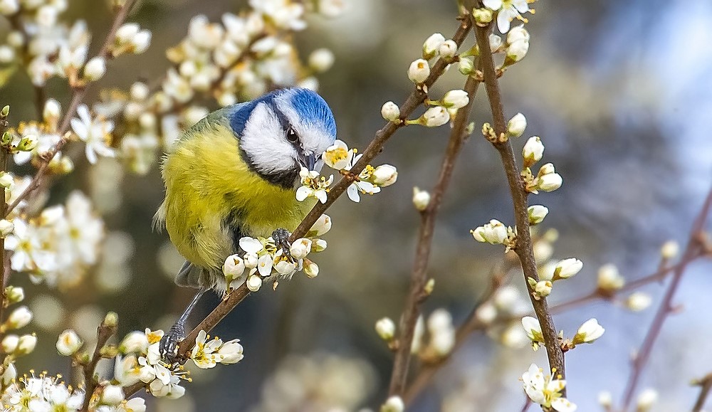 Blumige Futtersuche