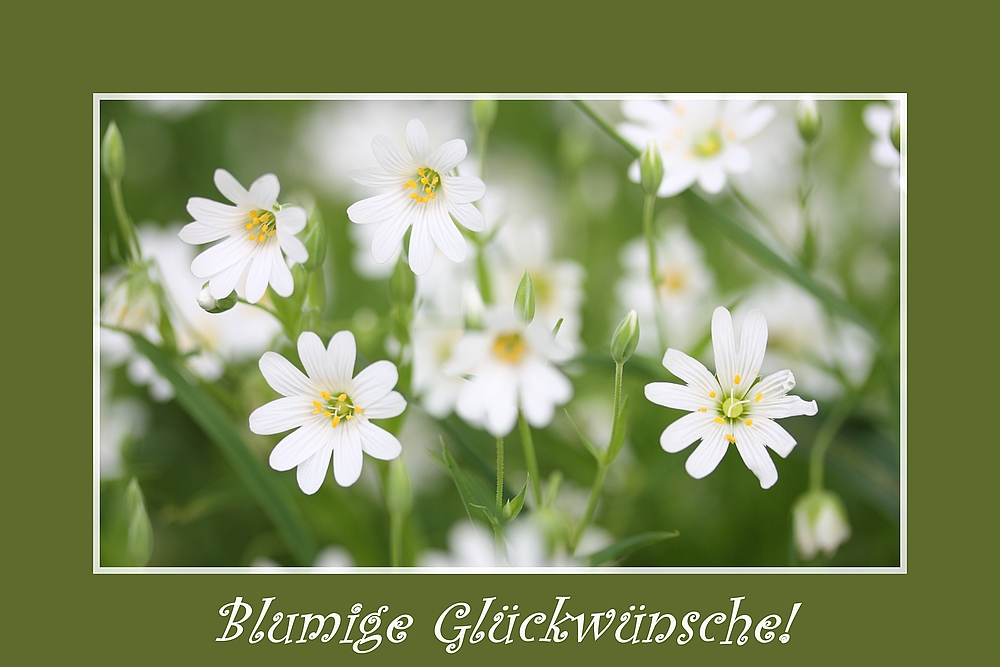 Blumige Glückwünsche!