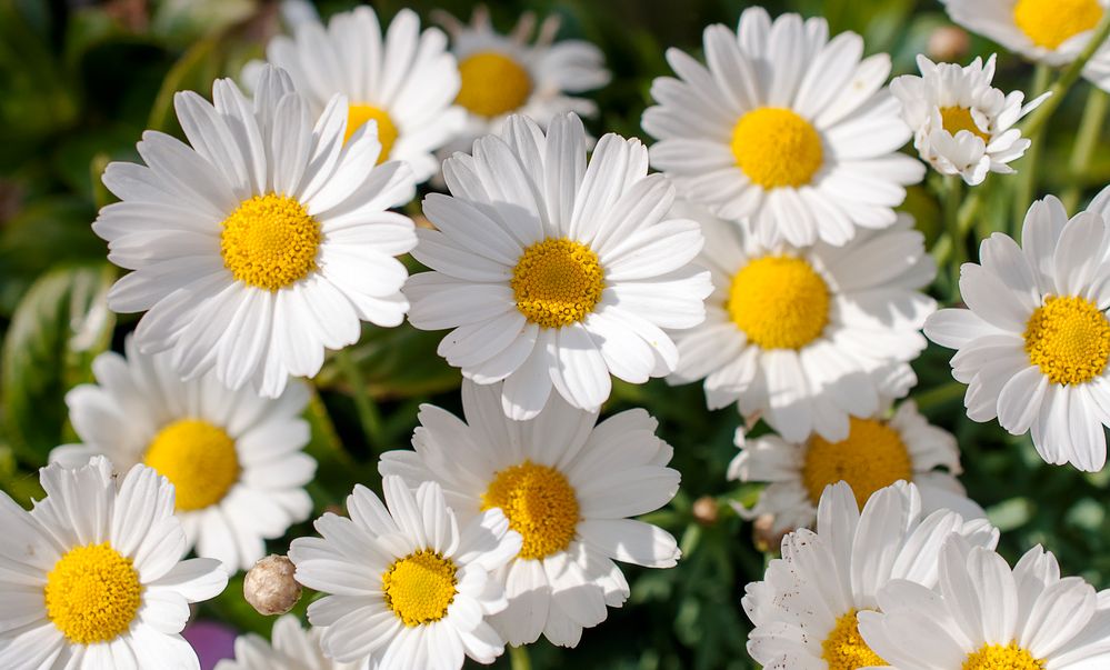 Blumige Grüße Foto & Bild | pflanzen, pilze & flechten, blüten ...