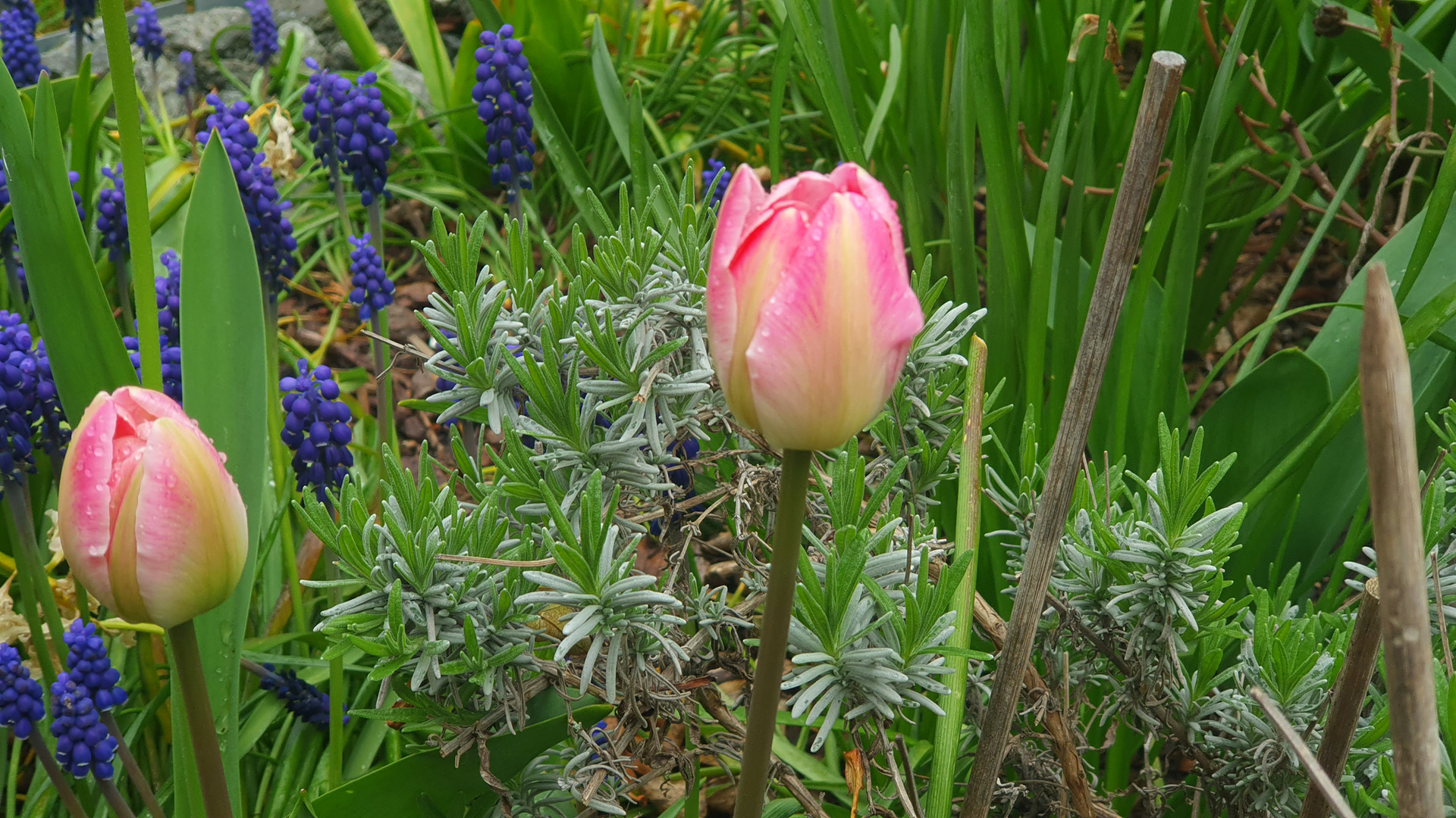 Blumige Grüße ins Maiwochenende