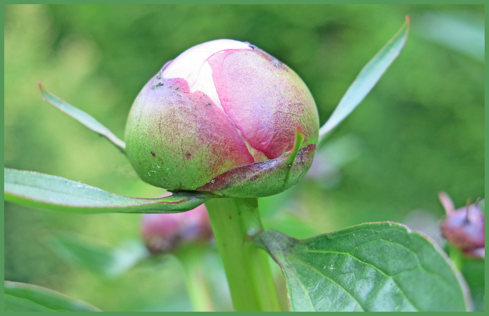 Blumige Grüße und die besten Wünsche für eine schöne  Woche!