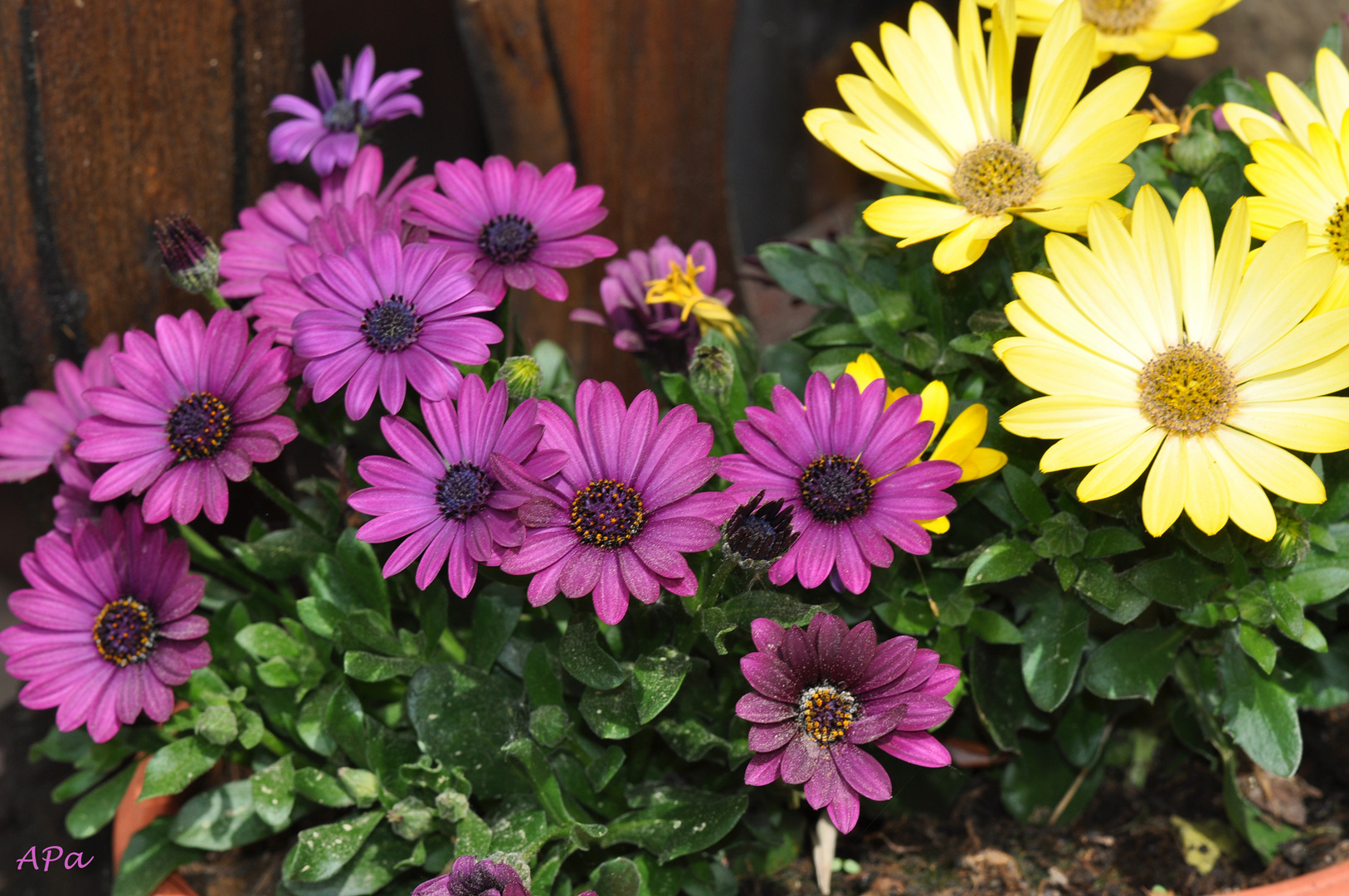 Blumige Grüße zum Männertag