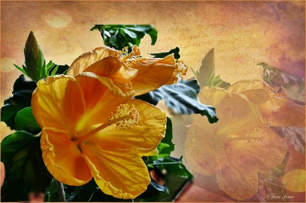 Blumige Grüße zum Mittwoch