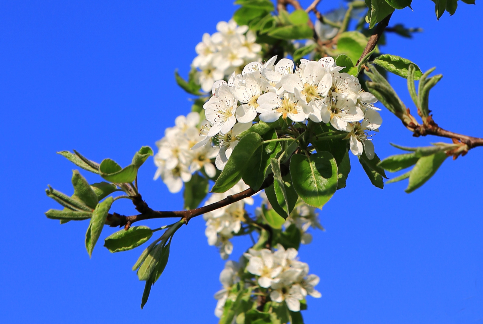 Blumige Ostergrüsse