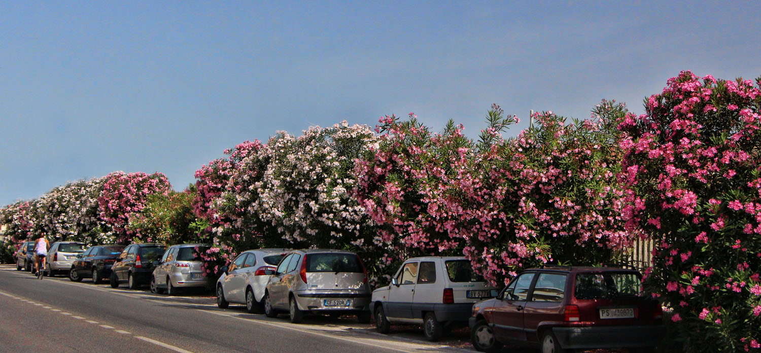 'blumige' Parkplaetze