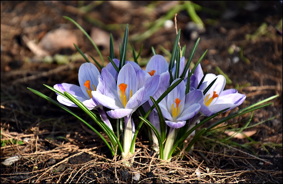 " Blumige Sonntagsgrüße "