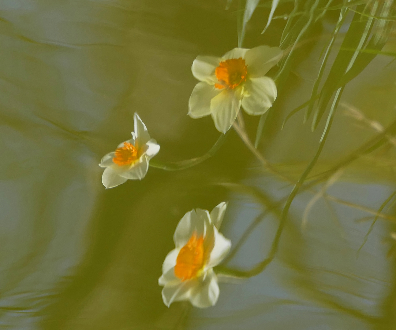 Blumige Spiegelungen