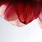 Blumige Tulpen Studie ll als Mittwochs Blühende im Detail