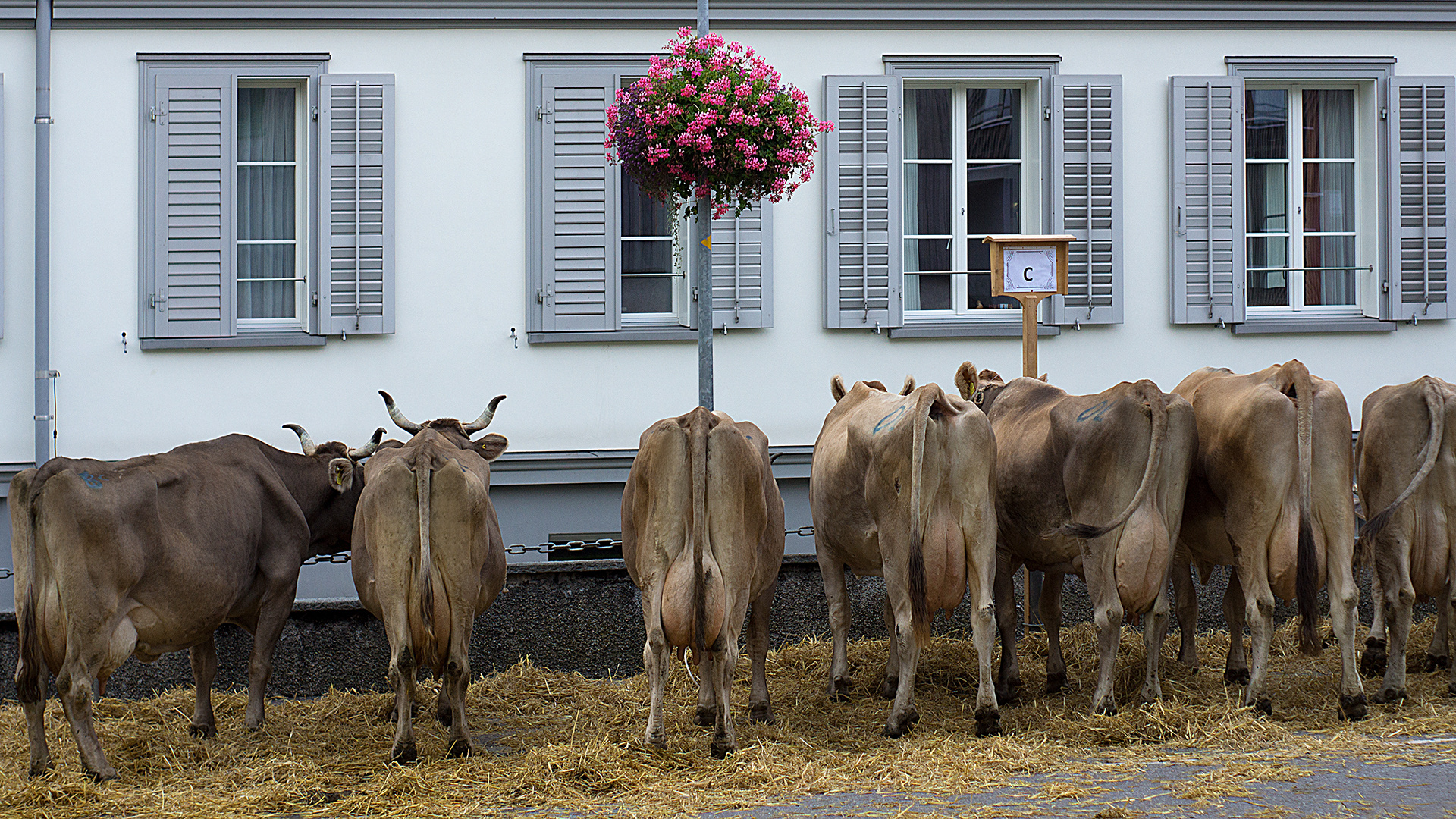  blumige Viehschau