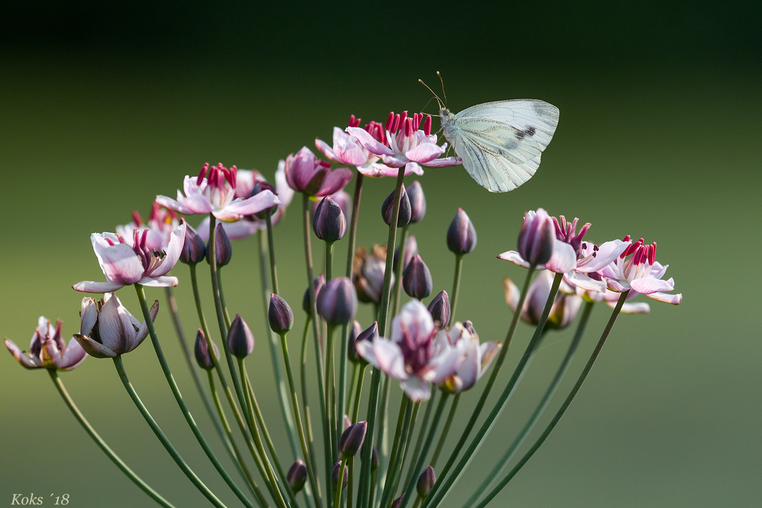 blumiger Besuch