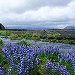 Blumiger Blick in die Myrdalssandur Sandwüste