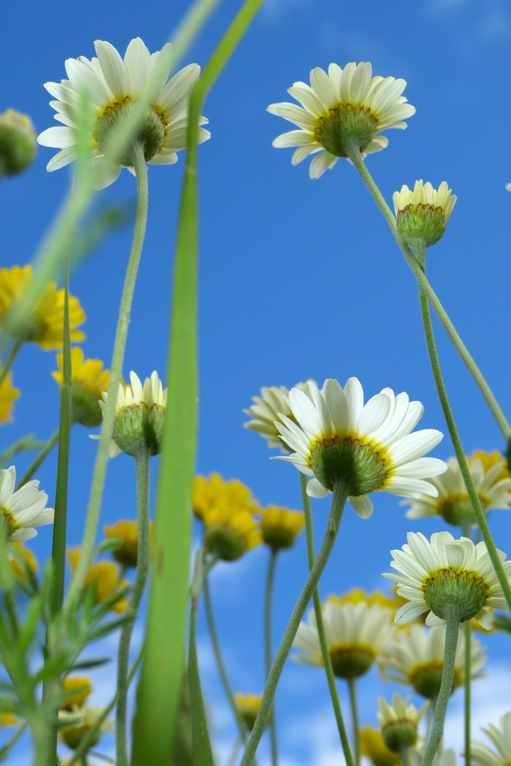 Blumiger Blick von Unten