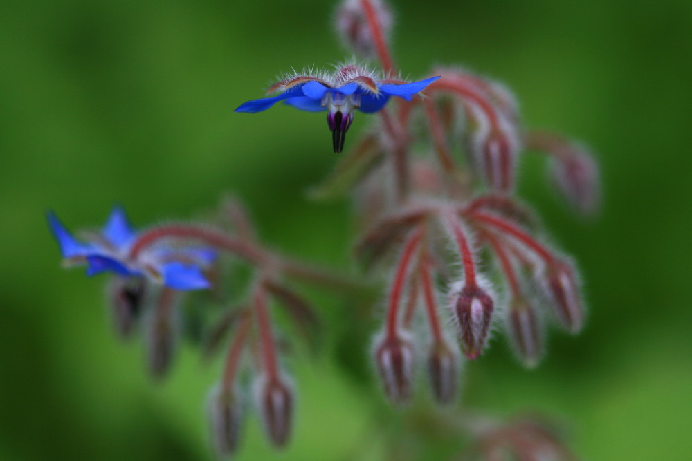 Blumiger Drachenflieger