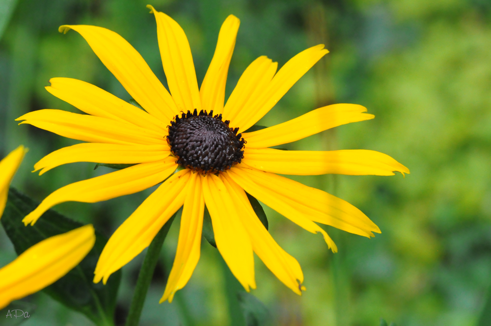 Blumiger Gartenrundgang_1