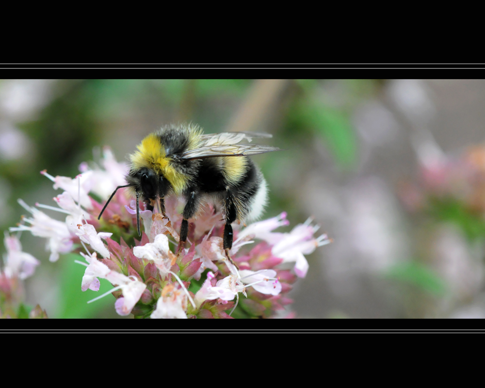 Blumiger Gartenrundgang_4