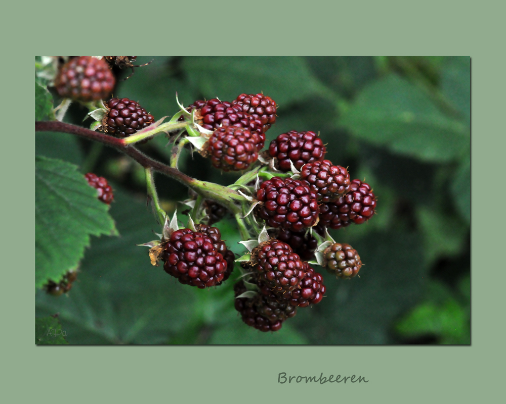 Blumiger Gartenrundgang_5