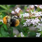 Blumiger Gartenrundgang_6