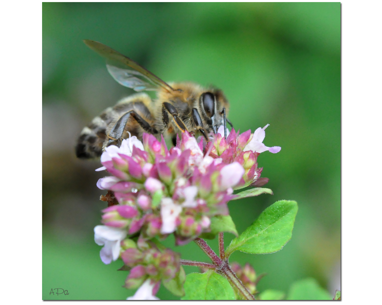 Blumiger Gartenrundgang_7