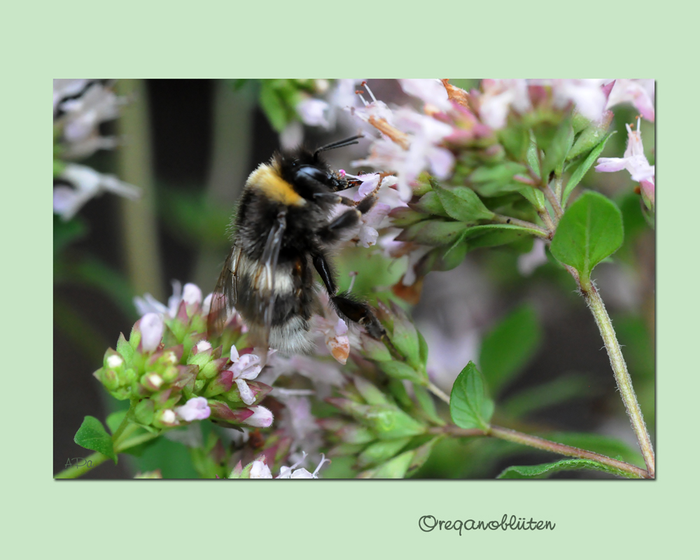 Blumiger Gartenrundgang_8