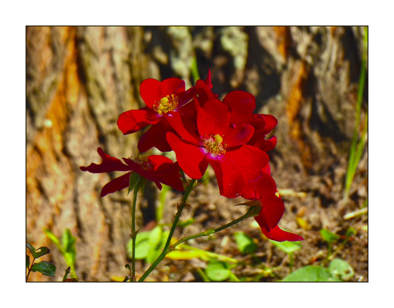 Blumiger Herbstgruß