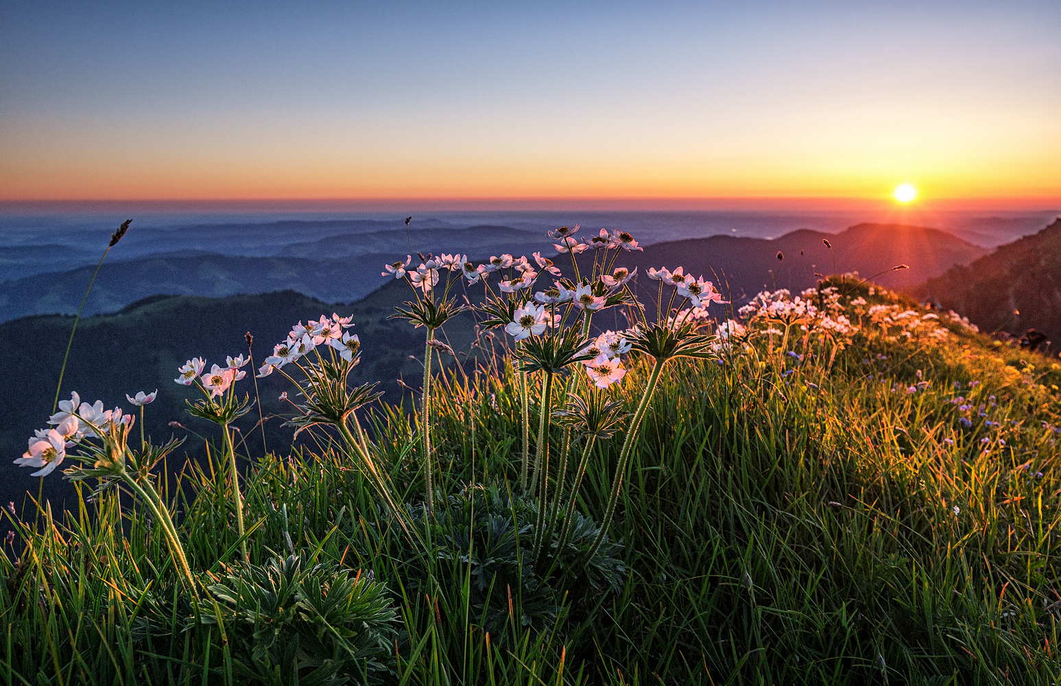 blumiger sonnenaufgang ...