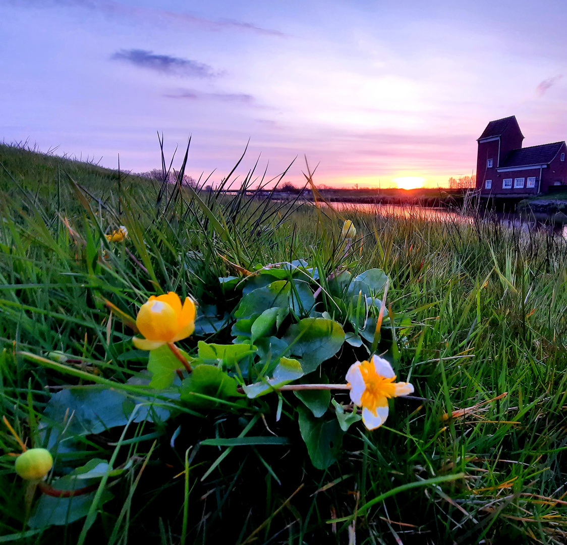 Blumiger Sonnenuntergang 