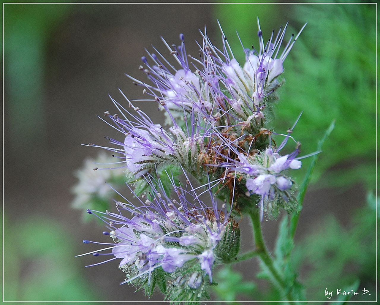 Blumiger Sonntagsgruß