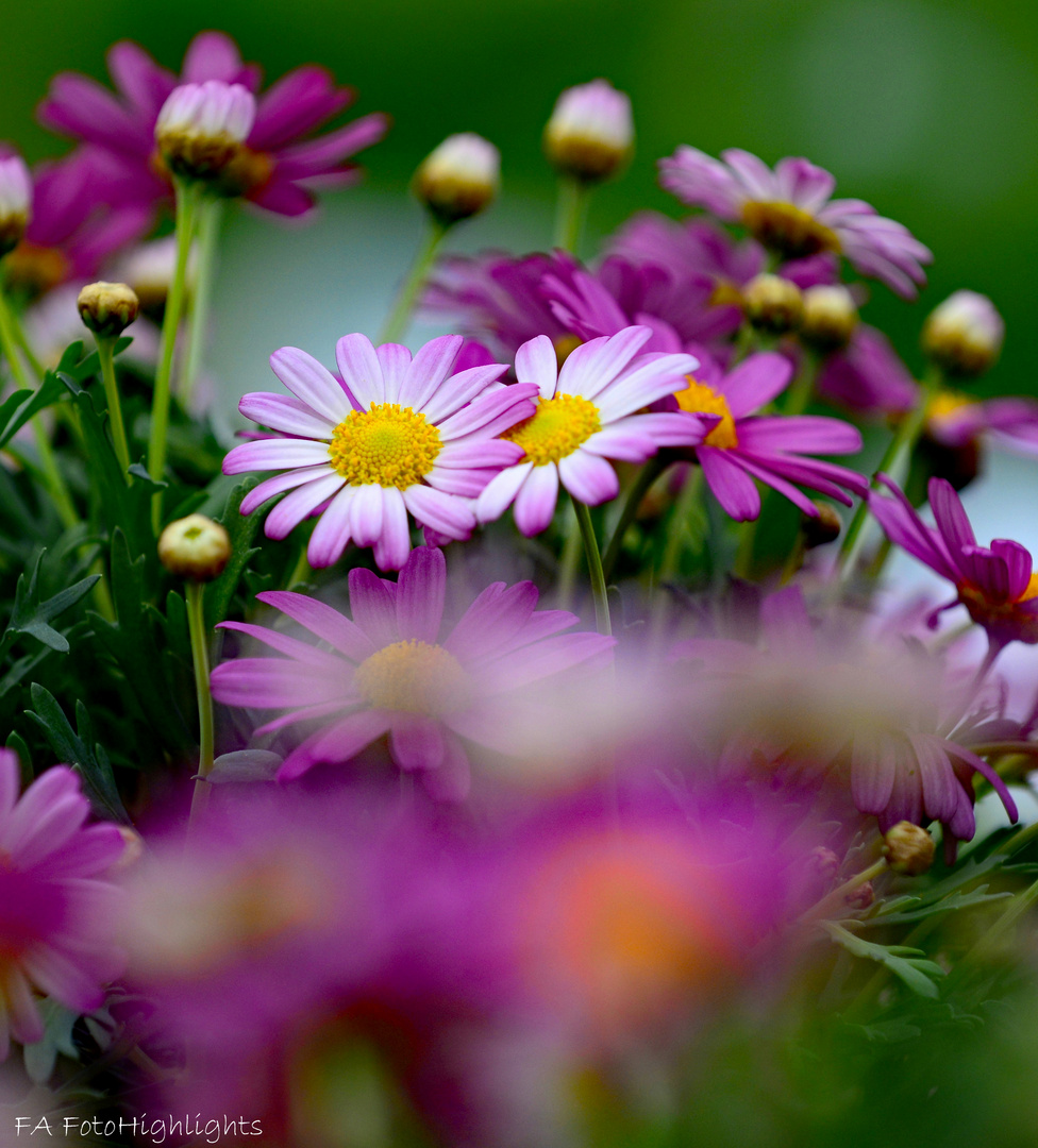 Blumiger Sonntagsgruß