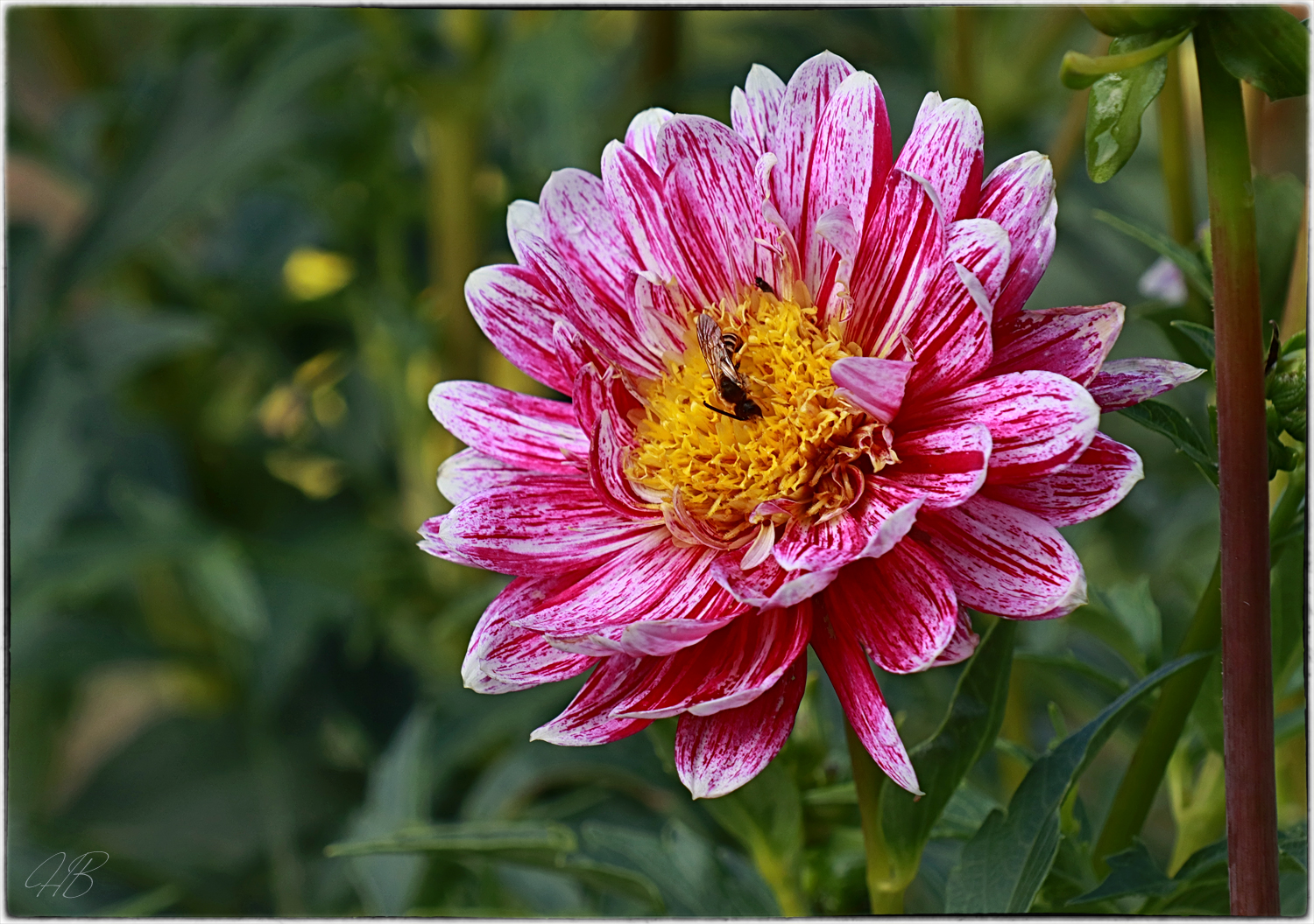 Blumiger Wochenendgruß