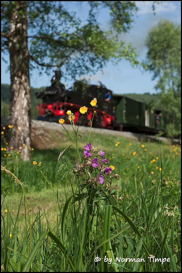 Blumiges aus dem Preßnitztal