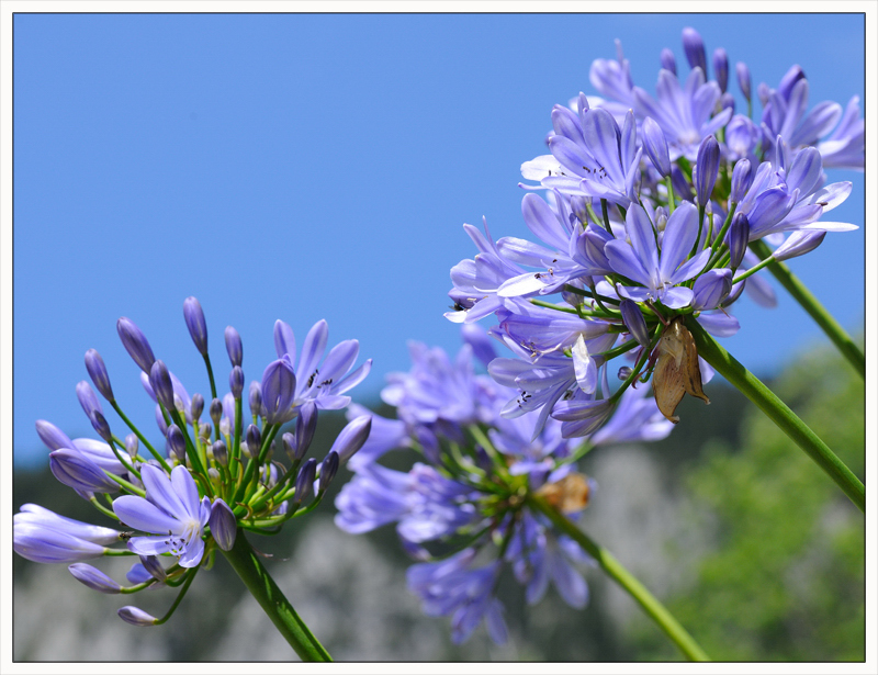 blumiges blau