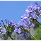 blumiges blau