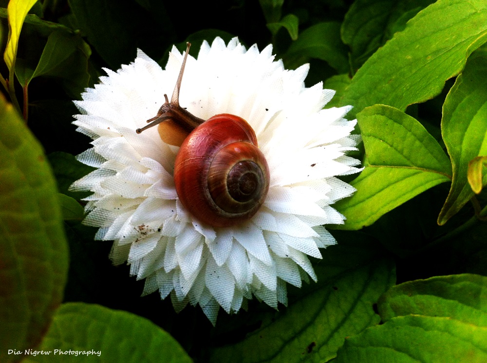 Blumiges Plätzchen