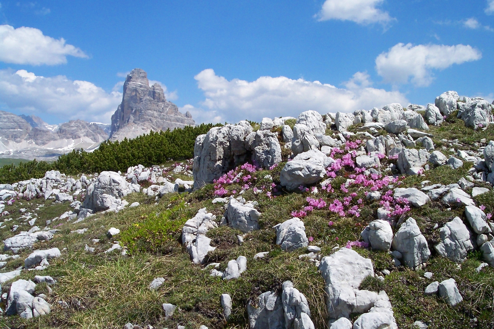 BLUMIGES und STEINIGES