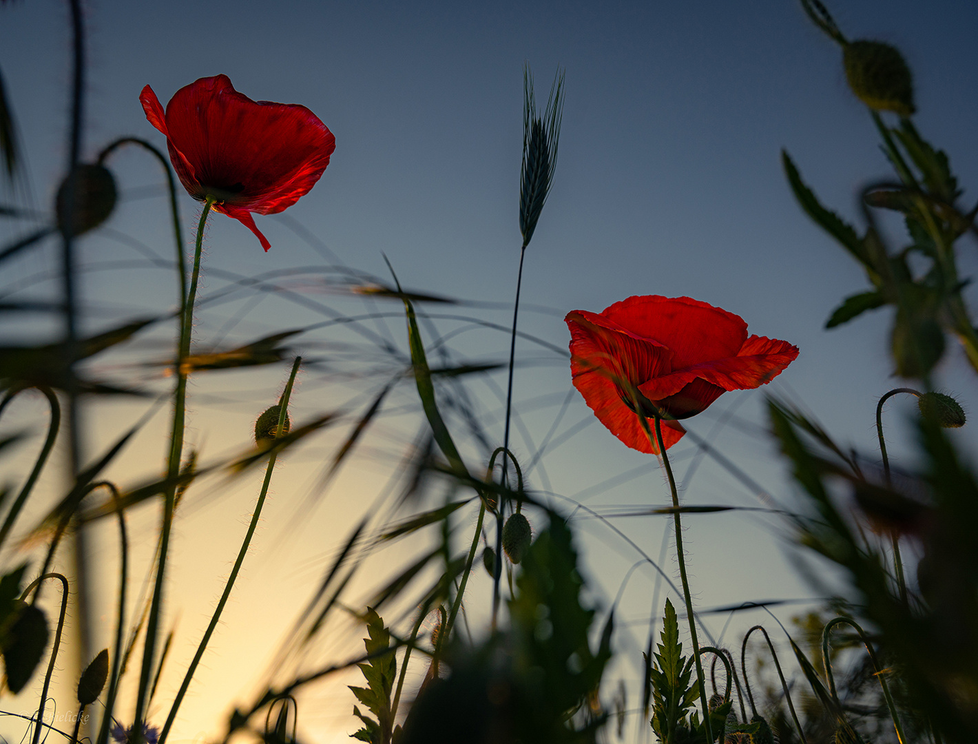 Blumiges Wochenende