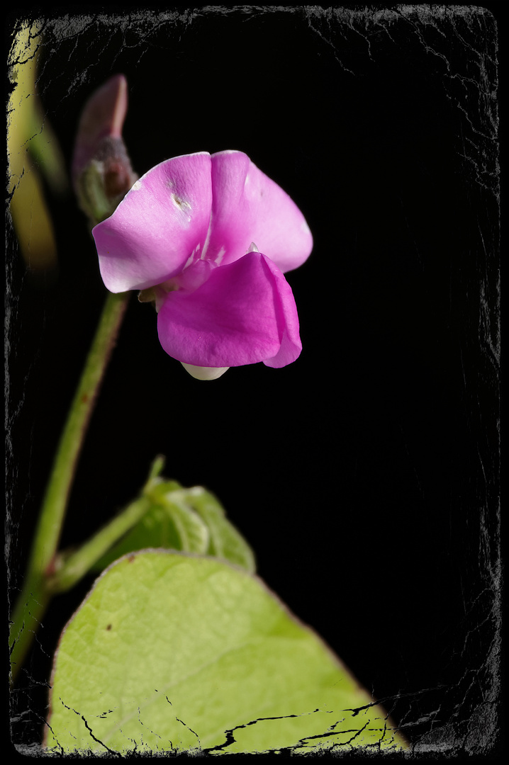 Blumus Gottesanbeterinsis ...